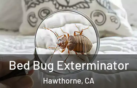  Bed Bug Exterminator Hawthorne, CA