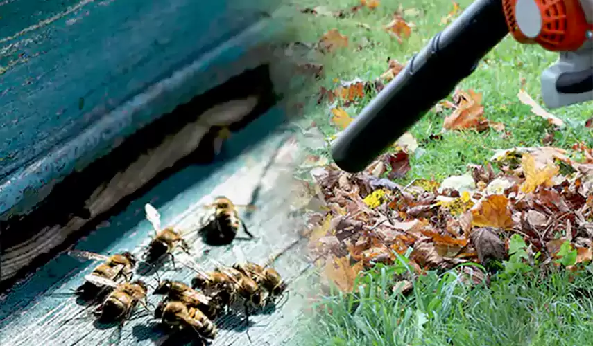 Wasps Pest Control Hawthorne, CA