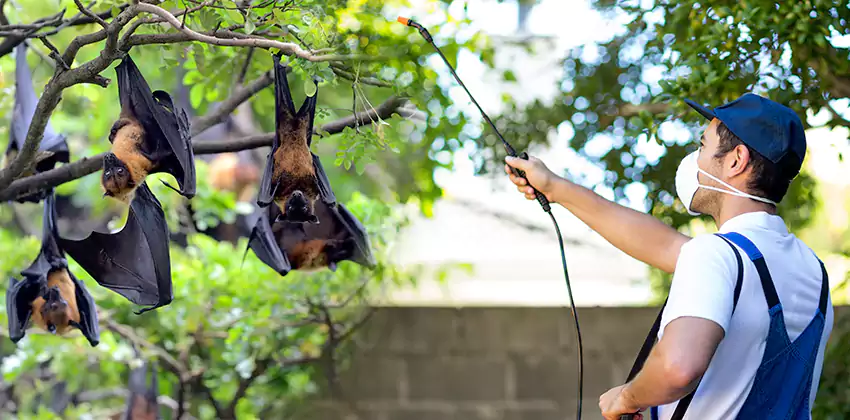 bat-exterminator in Hawthorne, CA