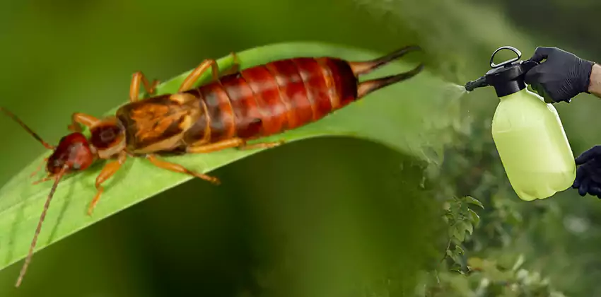 How We Remove and Prevent Earwigs