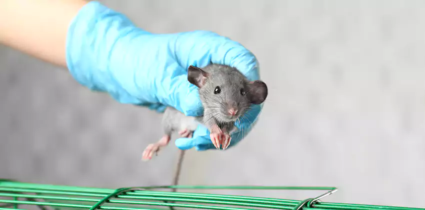 Mice Control for Children and Pets in Hawthorne, CA