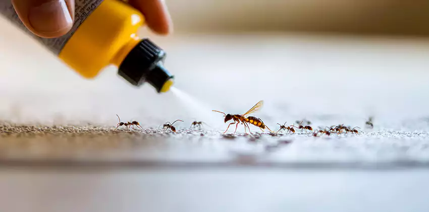 Pest Extermination for Bedrooms in Hawthorne, CA