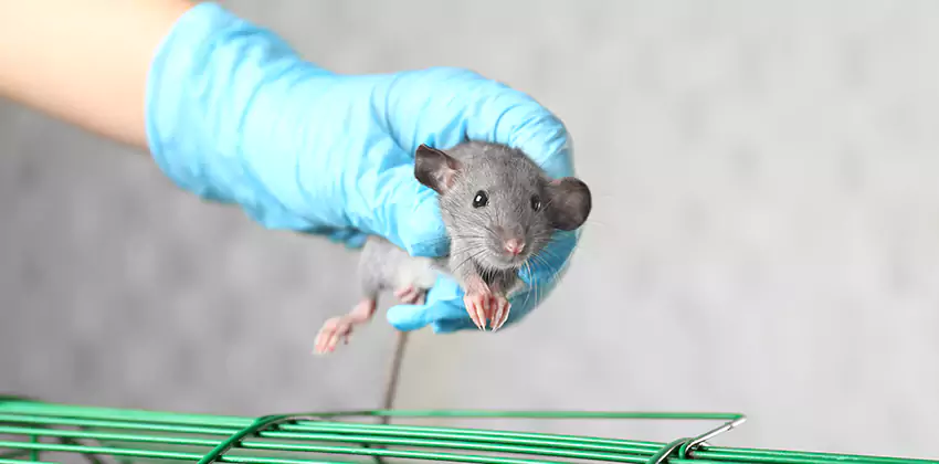 Rat Inspection for Bedrooms Hawthorne, CA
