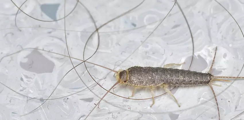 Silverfish Control for Bedrooms Hawthorne, CA