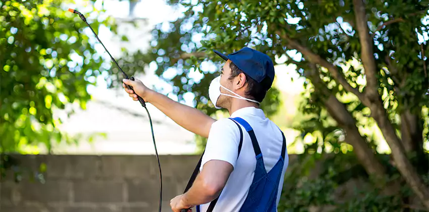 Wasp Control for Bedrooms Hawthorne, CA