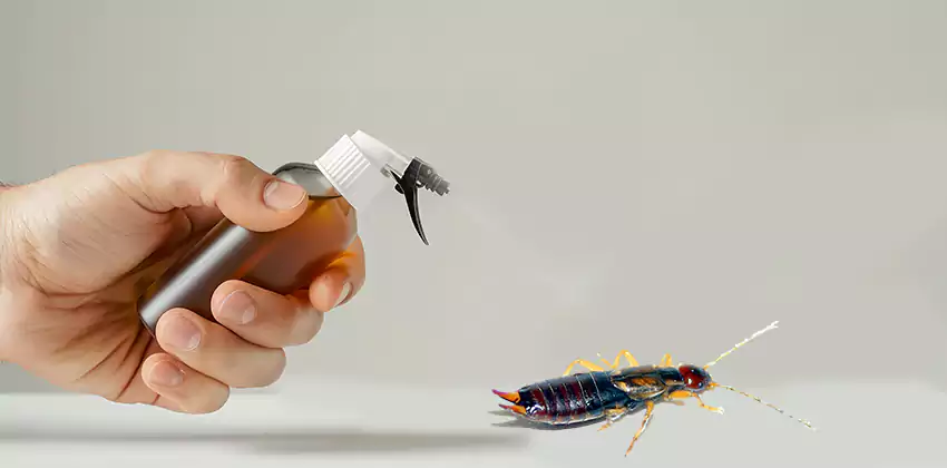 earwig-control in Hawthorne, CA