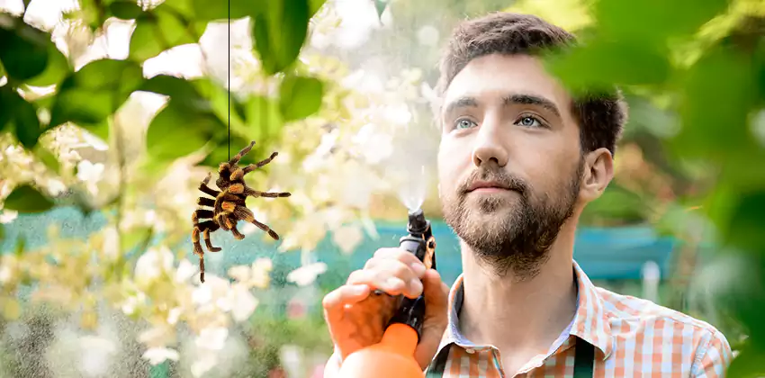 spider-exterminator in Hawthorne, CA