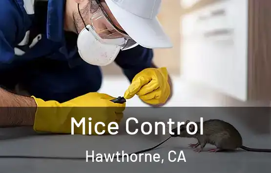  Mice Control Hawthorne, CA