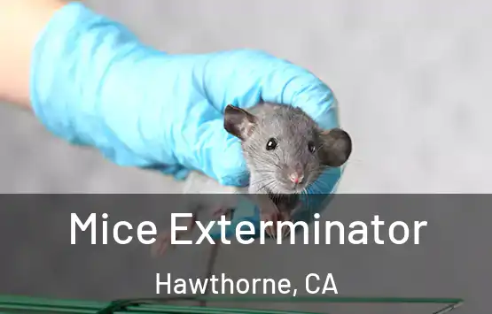  Mice Exterminator Hawthorne, CA