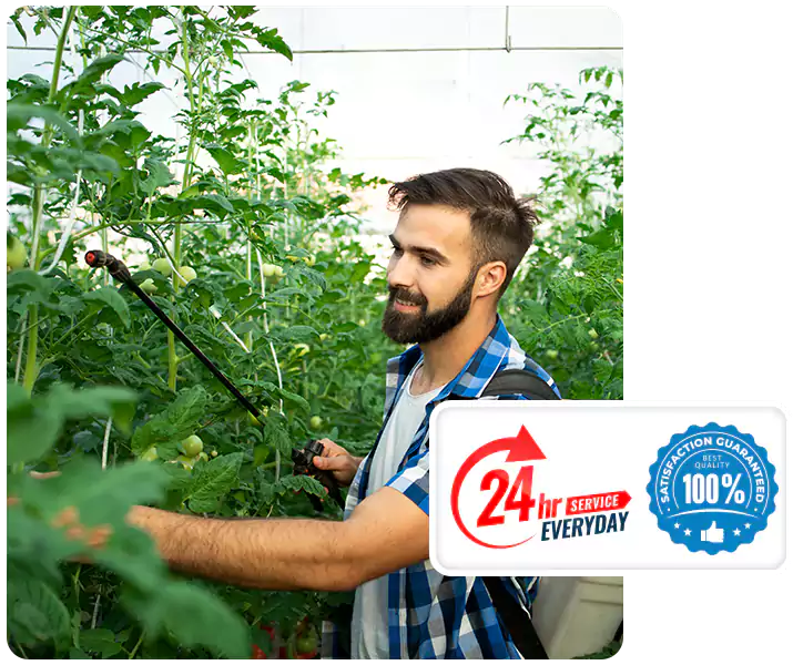 About Whitefly Treatment Hawthorne